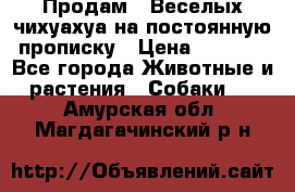 Продам.  Веселых чихуахуа на постоянную прописку › Цена ­ 8 000 - Все города Животные и растения » Собаки   . Амурская обл.,Магдагачинский р-н